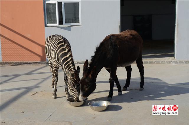 圖斑馬和驢子在一起共同進食。