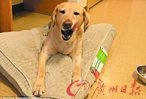 機(jī)智的導(dǎo)盲犬尤蘭達(dá)。