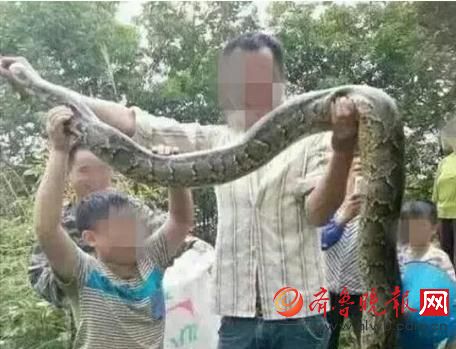 膽真大！男子抓野生大蟒燉湯 蟒蛇屬國家一級保護(hù)動物(圖)