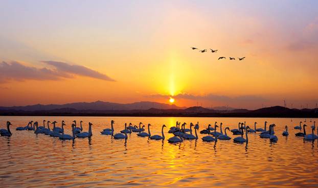 “天鵝城”河南三門峽為白天鵝劃定16萬畝保護區(qū)