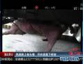 高速路上撿頭豬 吊在底盤(pán)下疾駛
