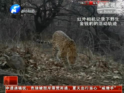 萌萌噠！濟源首次拍到金錢豹