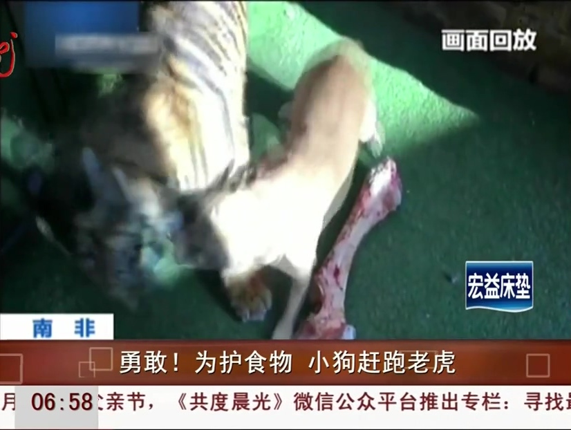 勇敢！為護食物 小狗趕跑老虎