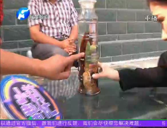 神奇！泡酒人參發(fā)芽長樹葉