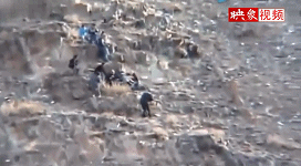 實拍老鷹俯沖突襲登山人群 抓住一人欲拎走