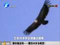 都市驗(yàn)證碼——鷹活40歲會(huì)蛻變？
