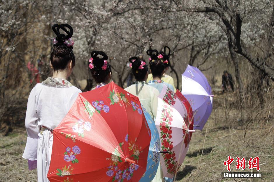 河南鄭州櫻桃花開 仙子踏春賞花海 河南鄭州櫻桃花開 仙子踏春賞花海